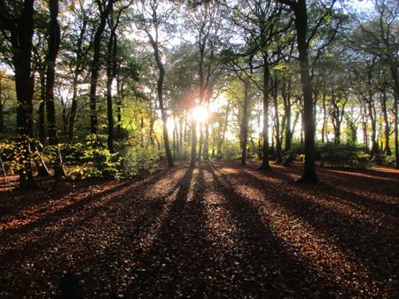 Fennels Wood in autumn